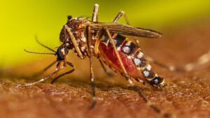 Mosquito-CDC.jpg